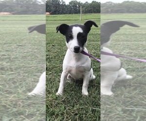 Rat Terrier Puppy for sale in LEWISBURG, KY, USA