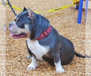 Mother of the American Bully puppies born on 07/07/2022