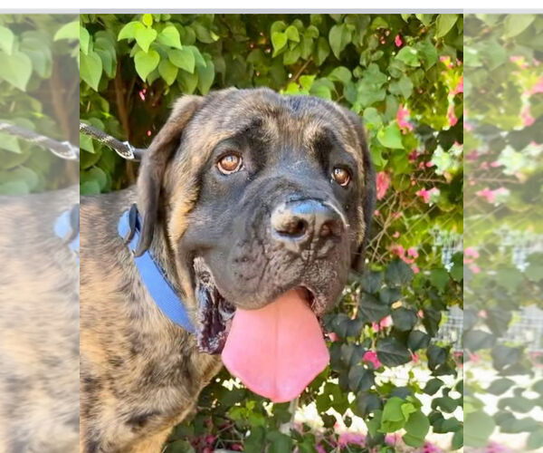 Medium Photo #1 Mastiff Puppy For Sale in Goodyear, AZ, USA