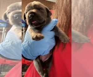 Cane Corso Puppy for sale in ANDERSON, IN, USA