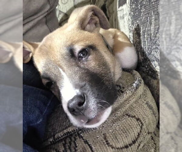 Medium Photo #5 Shepradors Puppy For Sale in Princeton, MN, USA