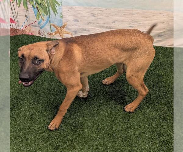 Medium Photo #1 Labrador Retriever-Unknown Mix Puppy For Sale in Globe, AZ, USA