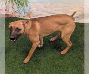 Labrador Retriever-Unknown Mix Dogs for adoption in Globe, AZ, USA