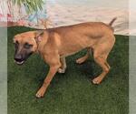 Small Labrador Retriever Mix