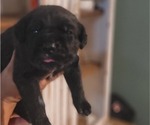 Small Photo #7 Cane Corso Puppy For Sale in MODESTO, CA, USA