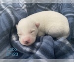 Small Photo #4 Siberian Husky Puppy For Sale in FAIRFIELD, CA, USA