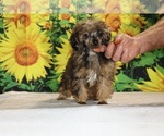 Marbles - Male Poodle (Toy) Puppy for Sale - Photo #9