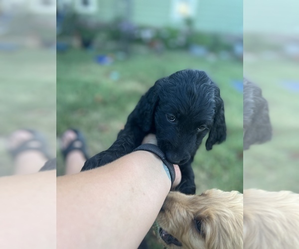 Medium Photo #14 Goldendoodle-Poodle (Standard) Mix Puppy For Sale in SILOAM SPRINGS, AR, USA