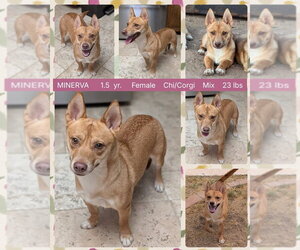 Chihuahua-Unknown Mix Dogs for adoption in Mesa, AZ, USA