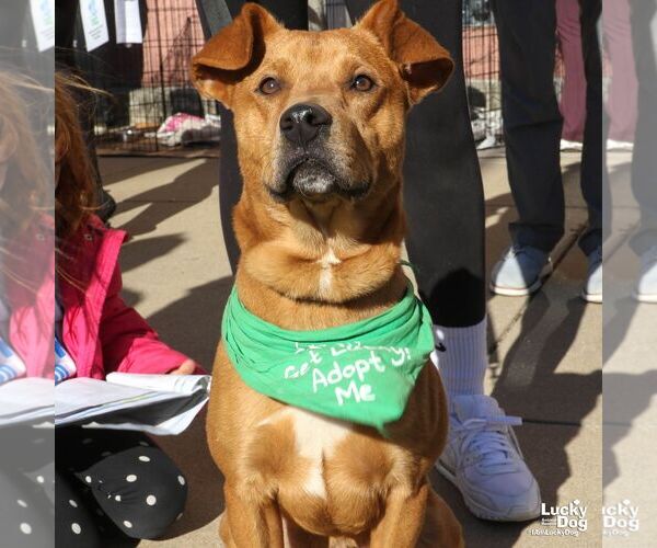 Medium Photo #3 Golden Retriever-Unknown Mix Puppy For Sale in Washington, DC, USA