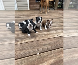 Boston Terrier Litter for sale in FREDONIA, KS, USA