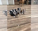 Image preview for Ad Listing. Nickname: Litter of 4
