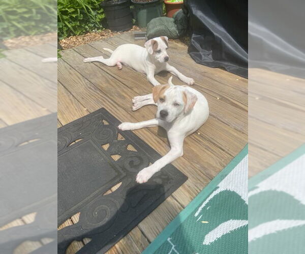 Medium Photo #4 Jack Chi Puppy For Sale in Okolona, MS, USA