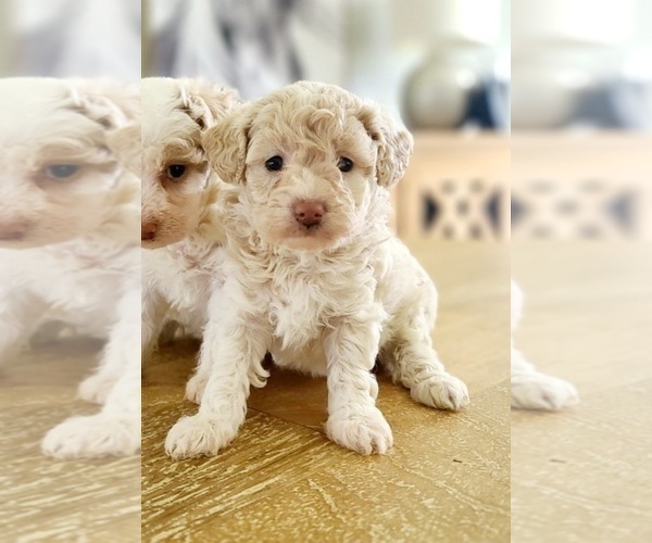 Medium Photo #1 Poodle (Toy) Puppy For Sale in GULF SHORES, AL, USA