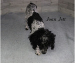 Small #25 Poodle (Toy)