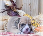 Small Photo #4 Bulldog Puppy For Sale in JACKSONVILLE, FL, USA