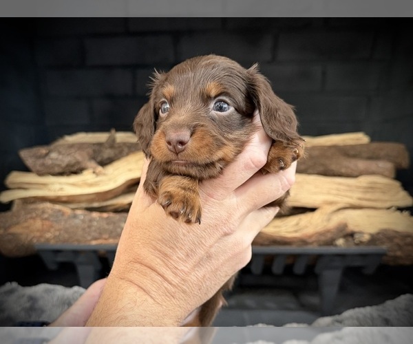 Medium Photo #3 Dachshund Puppy For Sale in ROCKWALL, TX, USA