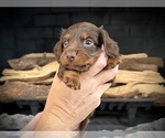 Small Photo #12 Dachshund Puppy For Sale in ROCKWALL, TX, USA