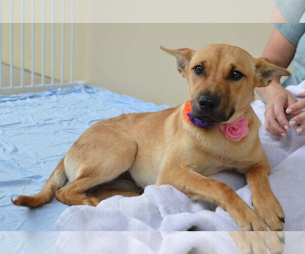 Medium Photo #2 Mutt Puppy For Sale in McKinney, TX, USA