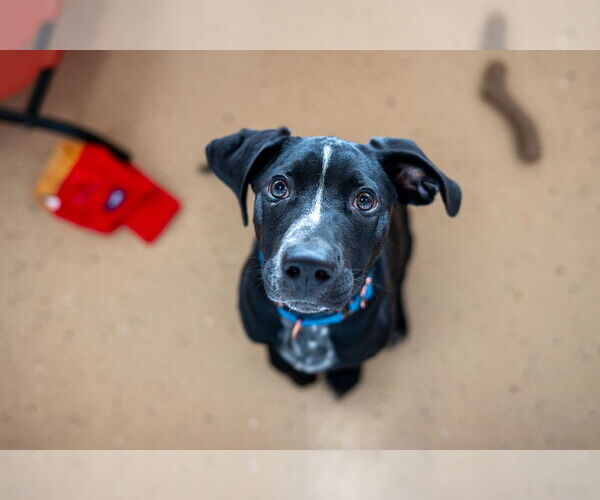 Medium Photo #20 Pointer-Unknown Mix Puppy For Sale in Mundelein, IL, USA