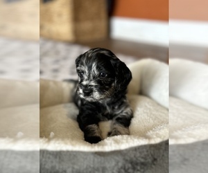 Goldendoodle (Miniature) Puppy for sale in BRADENTON, FL, USA