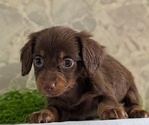 Small #4 Dachshund