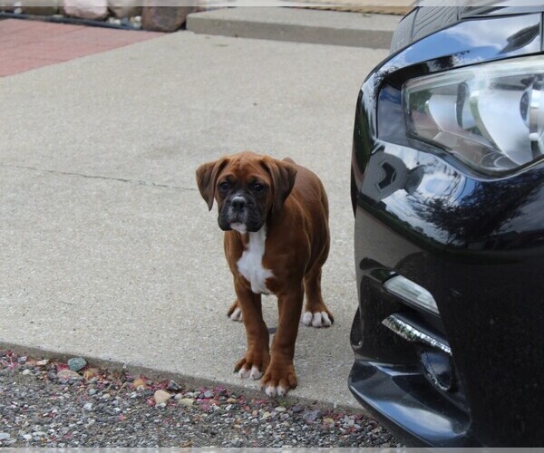 Medium Photo #3 Boxer Puppy For Sale in SHIPSHEWANA, IN, USA
