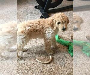 Goldendoodle Puppy for sale in EAU CLAIRE, WI, USA