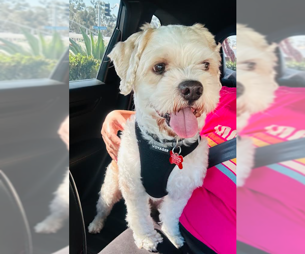 Medium Photo #2 Maltipoo (Miniature) Puppy For Sale in San Diego, CA, USA