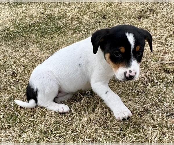 Medium Photo #5 Jack Russell Terrier Puppy For Sale in FAIR HAVEN, MI, USA