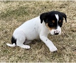Small #4 Jack Russell Terrier