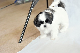 Maltese Puppy for sale in FALL RIVER, MA, USA