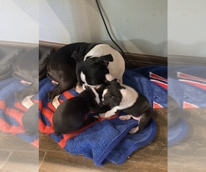 Boston Terrier Puppy for sale in HUFFMAN, TX, USA