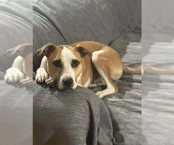 Medium Photo #20 American Pit Bull Terrier-Unknown Mix Puppy For Sale in New York, NY, USA