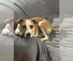 Small #19 American Pit Bull Terrier Mix
