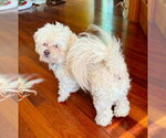 Small Shih Tzu