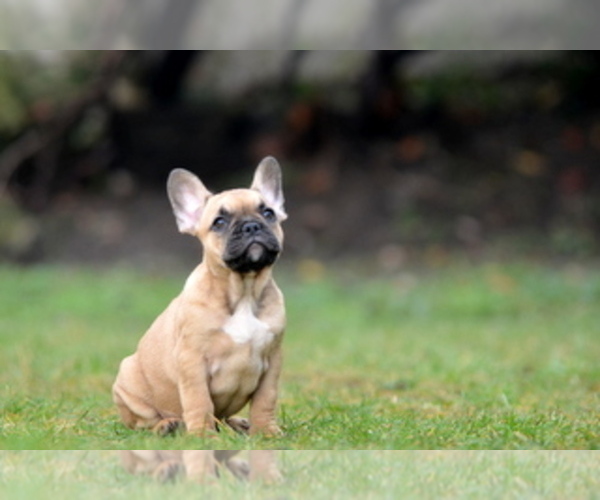 Medium Photo #22 French Bulldog Puppy For Sale in Kiskoros, Bacs-Kiskun, Hungary