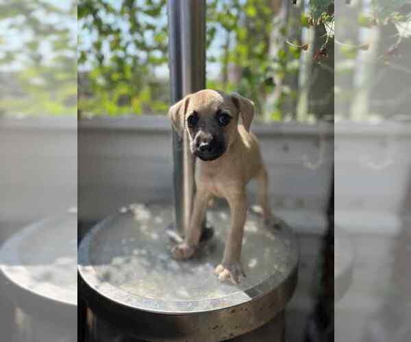 Medium Photo #1 Labrador Retriever-Unknown Mix Puppy For Sale in Brewster, NY, USA