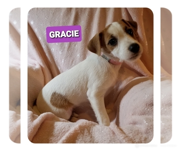 Medium Photo #2 Jack Russell Terrier Puppy For Sale in MANSFIELD, TX, USA