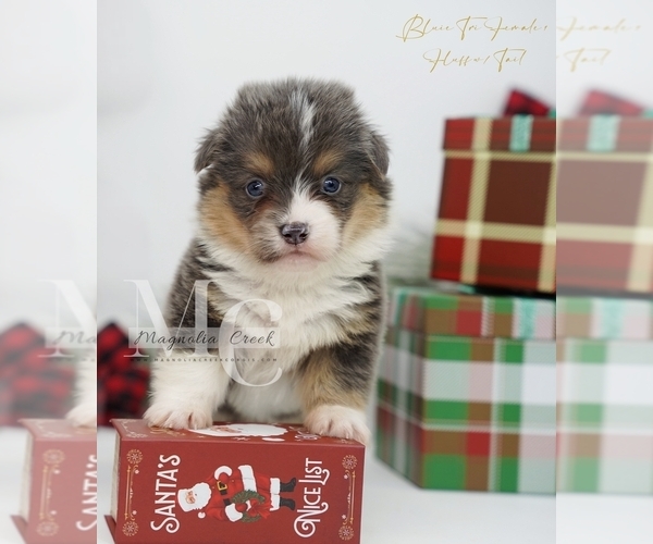 Medium Photo #15 Pembroke Welsh Corgi Puppy For Sale in FLORALA, AL, USA