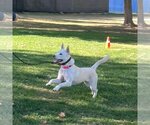Small Photo #3 Shiba Inu Puppy For Sale in Santa Clarita, CA, USA