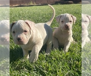American Bulldog-American Bully Mix Puppy for sale in LAS VEGAS, NV, USA