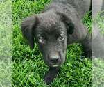 Small #2 Colonial Cocker Spaniel Mix