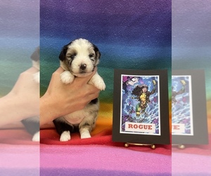 Medium Australian Shepherd