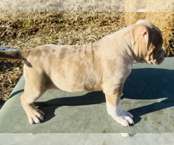 Medium Photo #8 American Bully Puppy For Sale in GROVE CITY, MN, USA