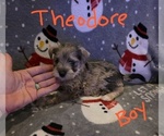 Small Photo #8 Chizer Puppy For Sale in MONTEZUMA, GA, USA