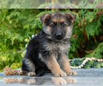 Small #1 German Shepherd Dog