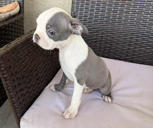 Medium Photo #1 Boston Terrier Puppy For Sale in MERCED, CA, USA