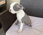 Image preview for Ad Listing. Nickname: Puppy 4