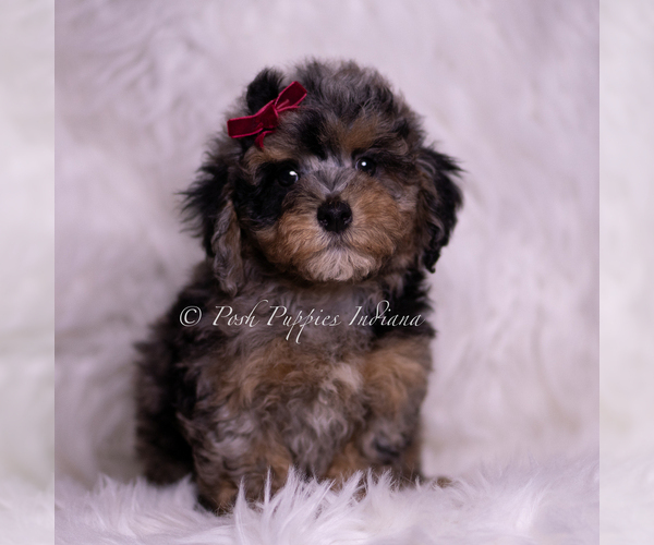 Medium Photo #16 Poodle (Miniature) Puppy For Sale in WARSAW, IN, USA